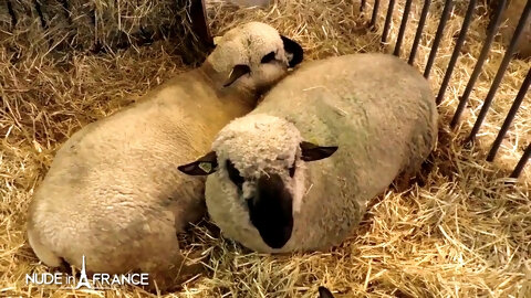 Alexia - Pretty Young Skinny Blonde Slut Catched Up At Agricultural Show Gets Screwed